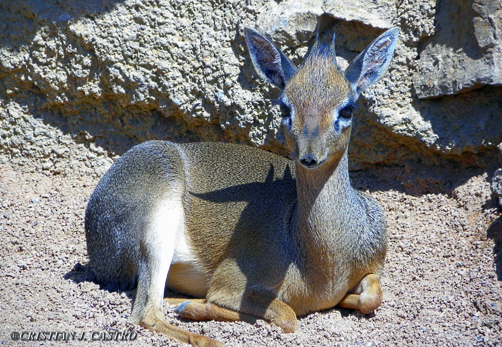 DEER AT VALENCIA ZOO