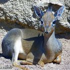 DEER AT VALENCIA ZOO