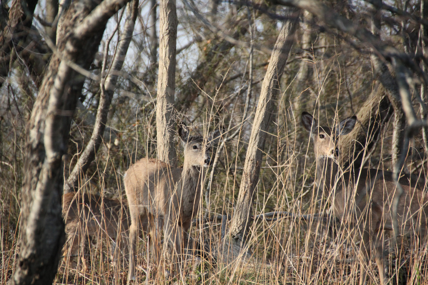 Deer bei Rocky Point