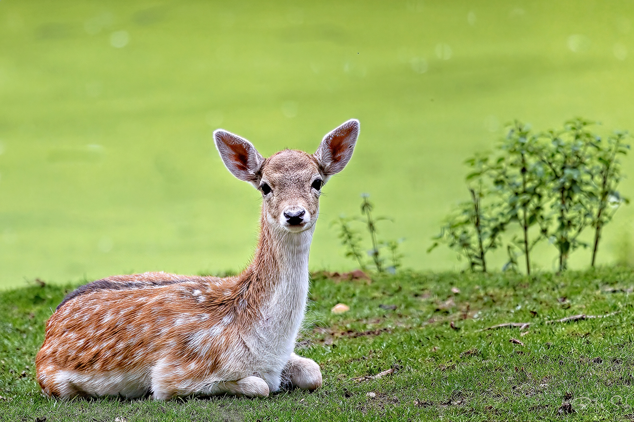 Deer calf 