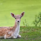 Deer calf 