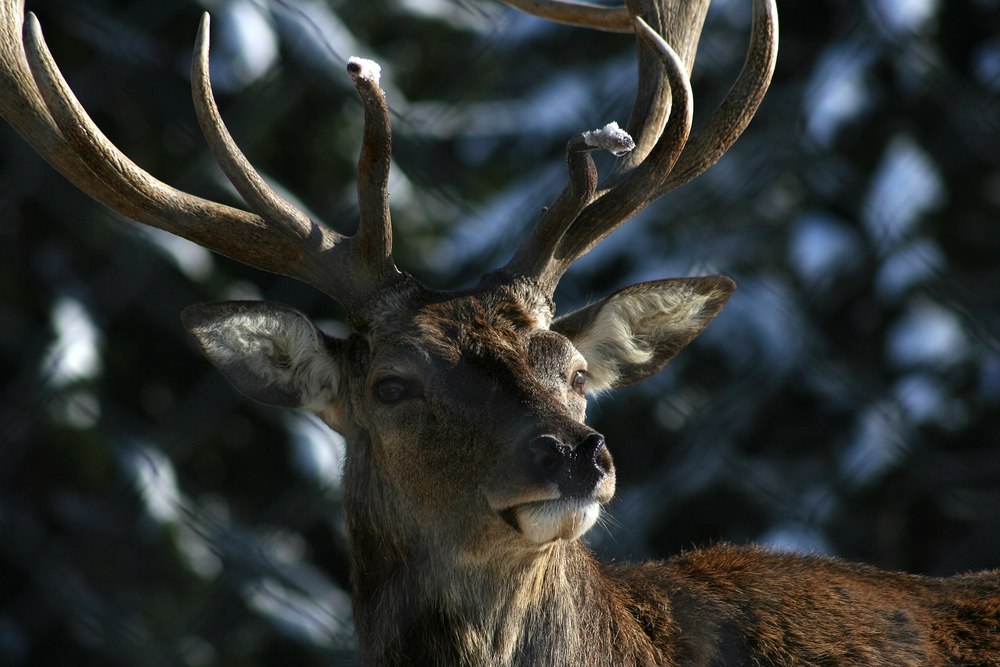 Deer Crossing