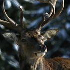 Deer Crossing