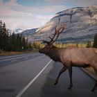 deer crossing