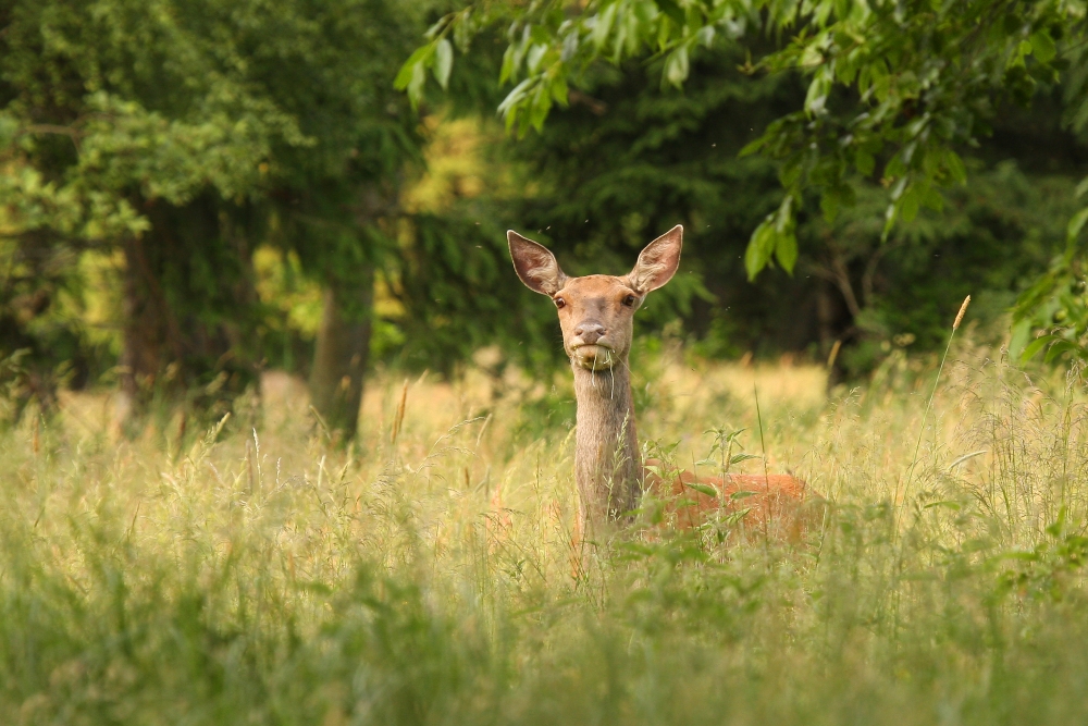 deer dam