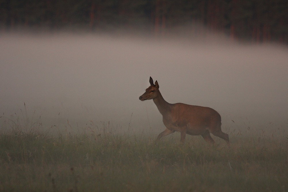 deer dam in the fog..