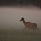 deer dam in the fog..