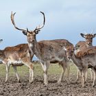 Deer family in fotoshoot