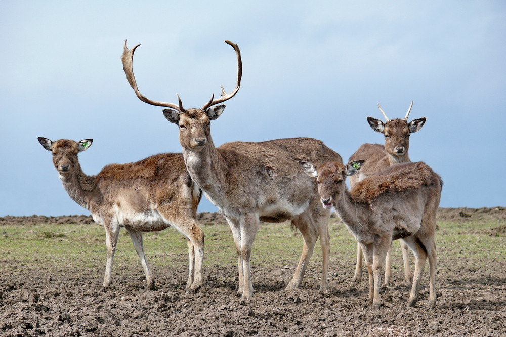 Deer family in fotoshoot