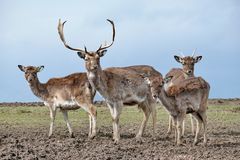 Deer family in fotoshoot