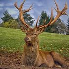 Deer / Hirsch