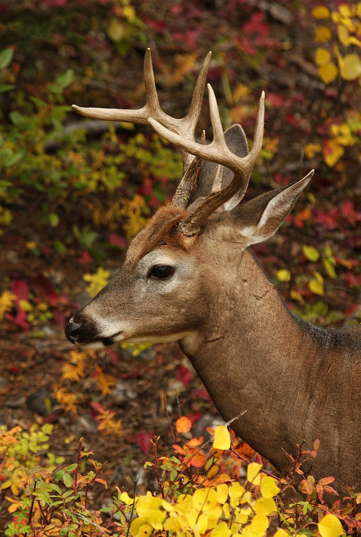 Deer in Fallcolour