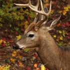 Deer in Fallcolour