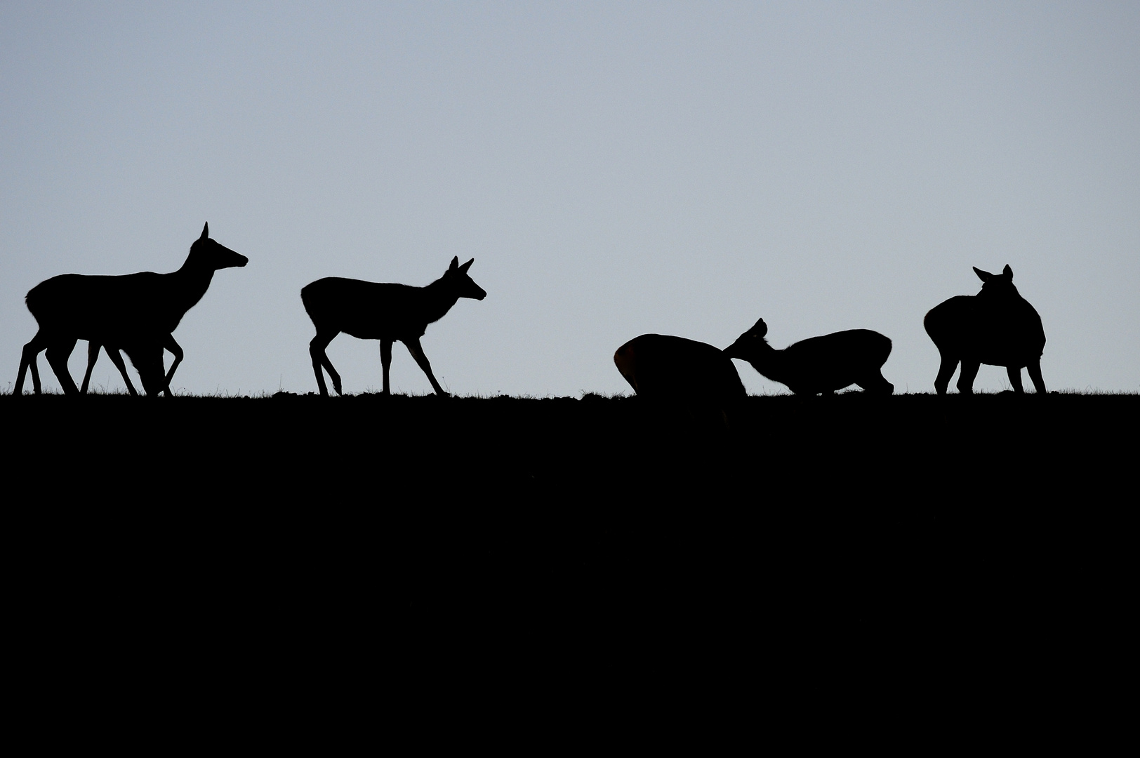 Deer in silhouette