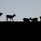 Deer in silhouette