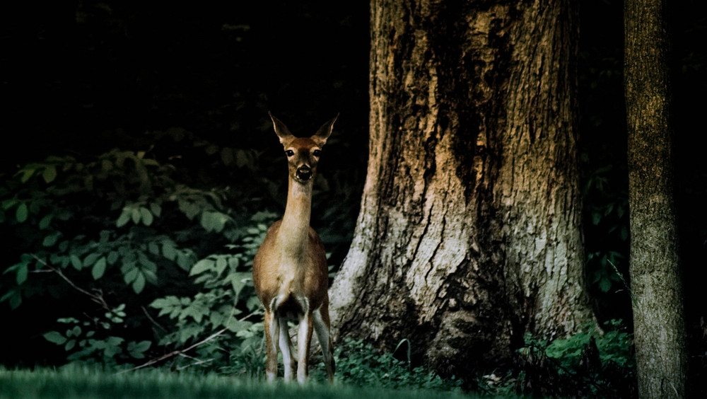 Deer in the Back Yard