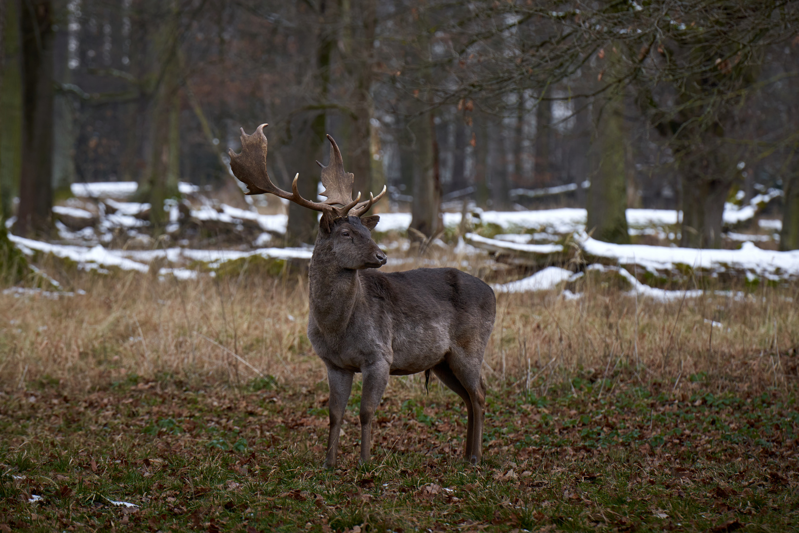 Deer in the woods