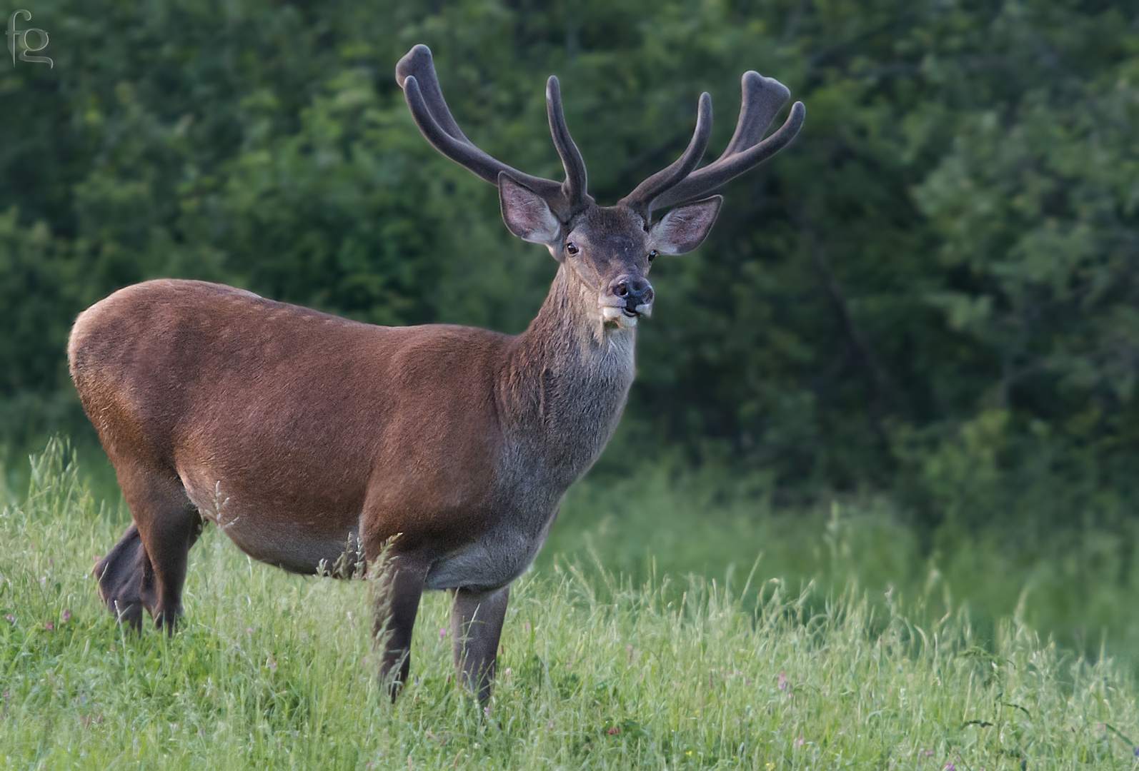 Deer in velvet