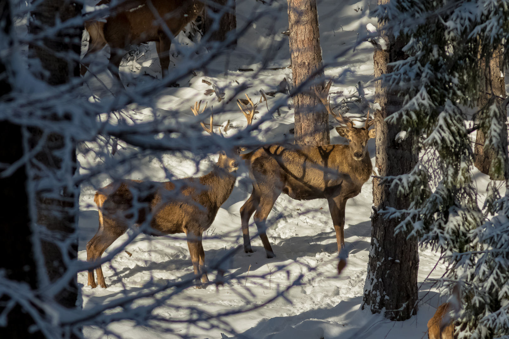 Deer in winter