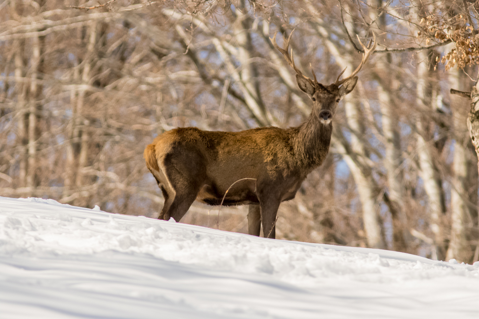 Deer in winter