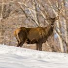 Deer in winter