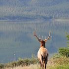 Deer of Canada