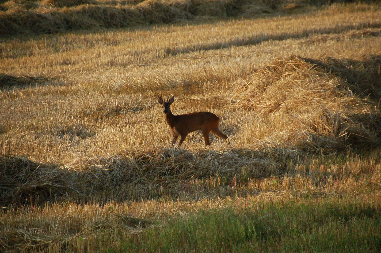 deer on service