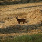 deer on service