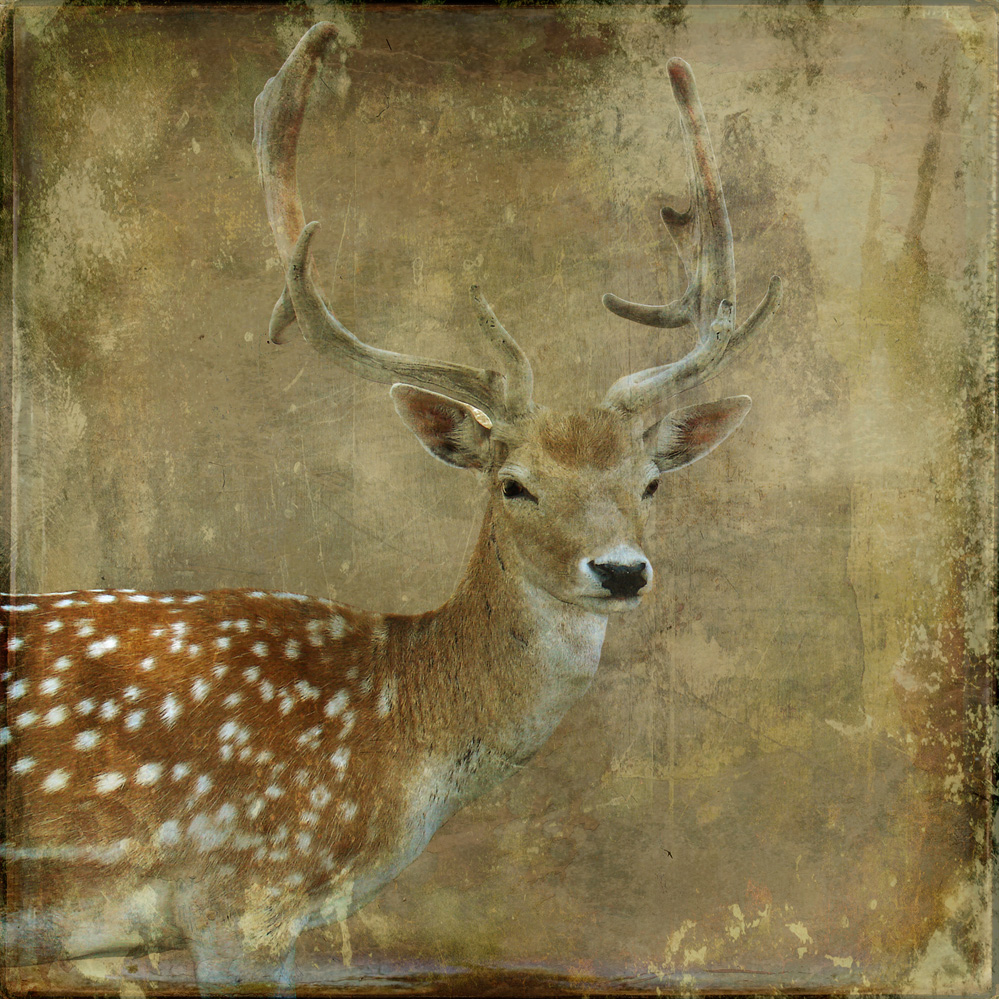 Deer On Texture