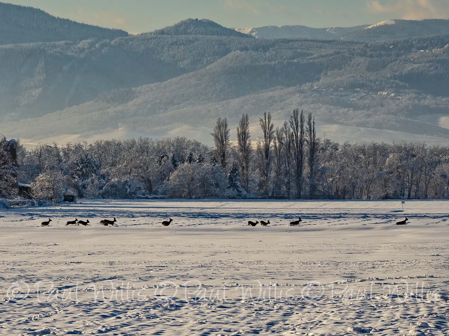 Deer racing across the plain with the Vosges in the background