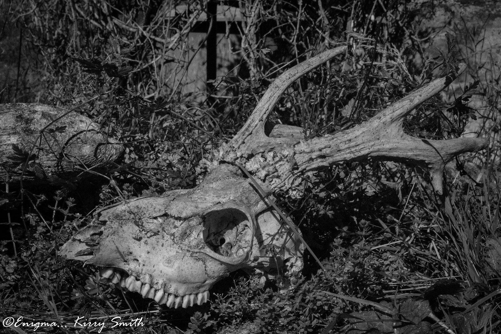 Deer skull