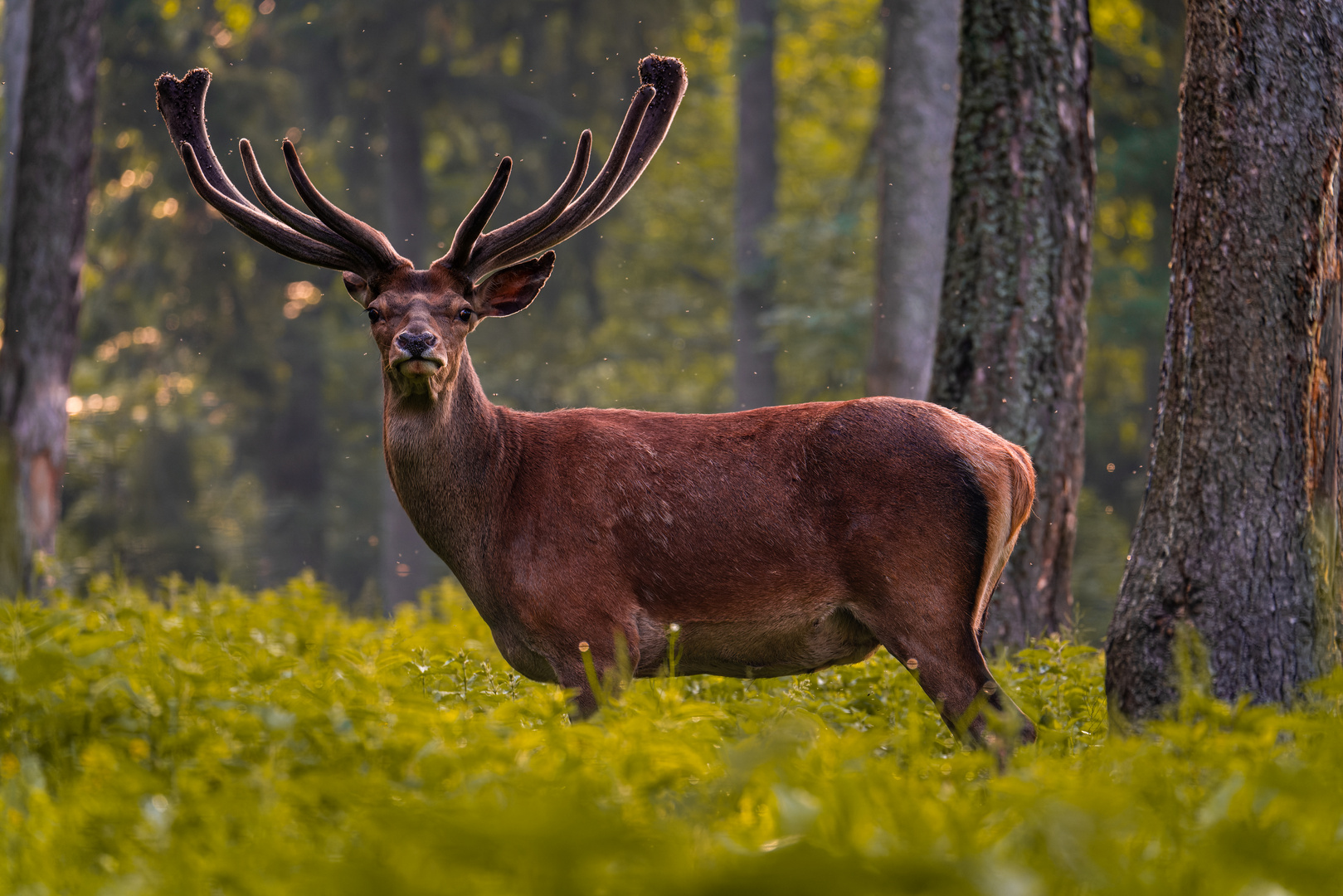 deer visit