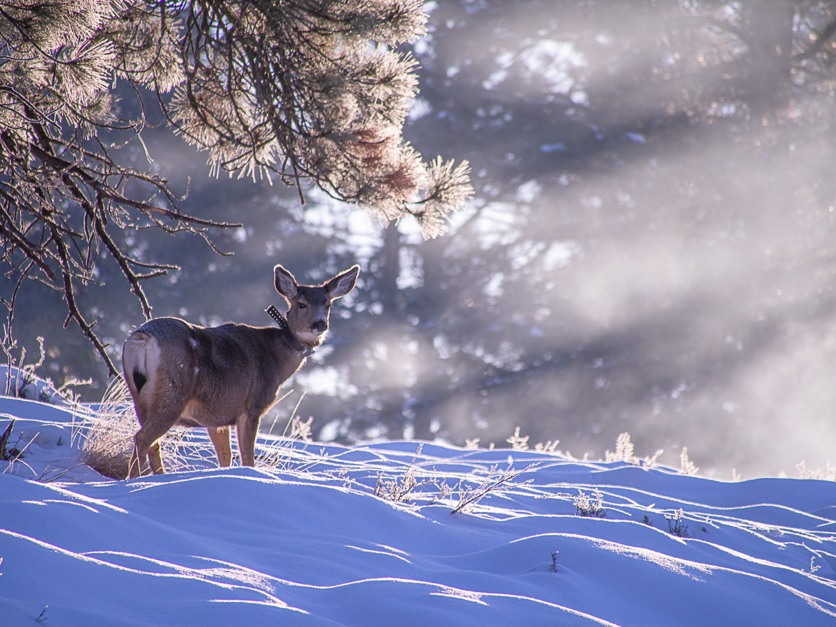 Deer with a tracking collar - Winthrop, Wa. USA