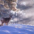 Deer with a tracking collar - Winthrop, Wa. USA