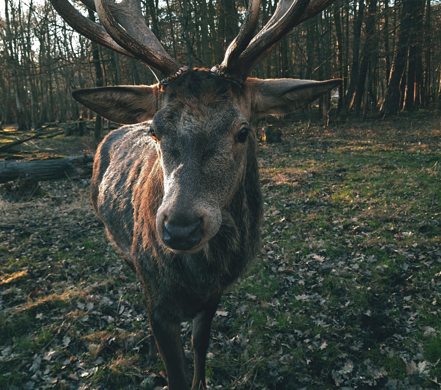 Deer with antlers...