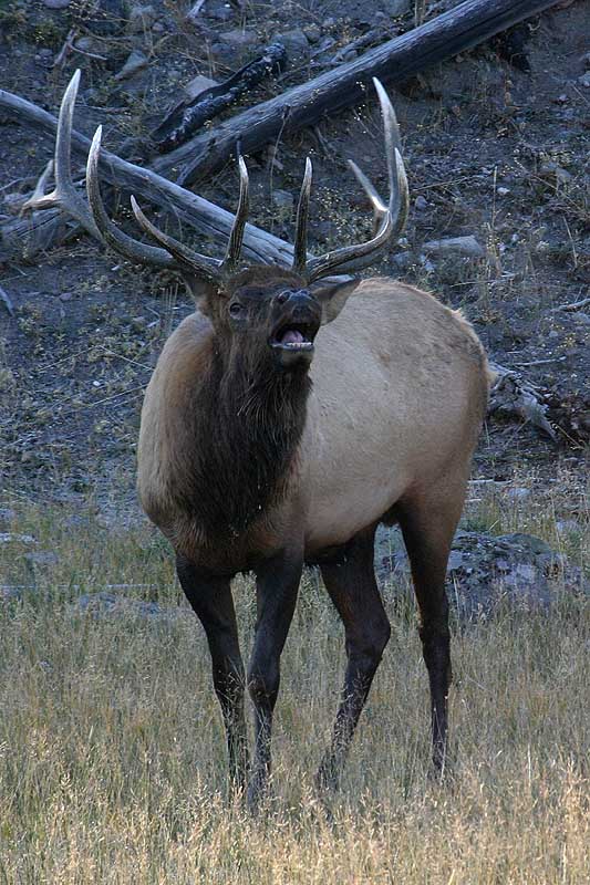 deer - yellowstone n.p.