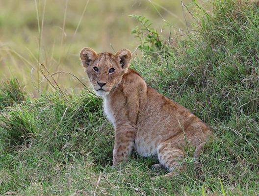 Deer young lion saw the buffalo