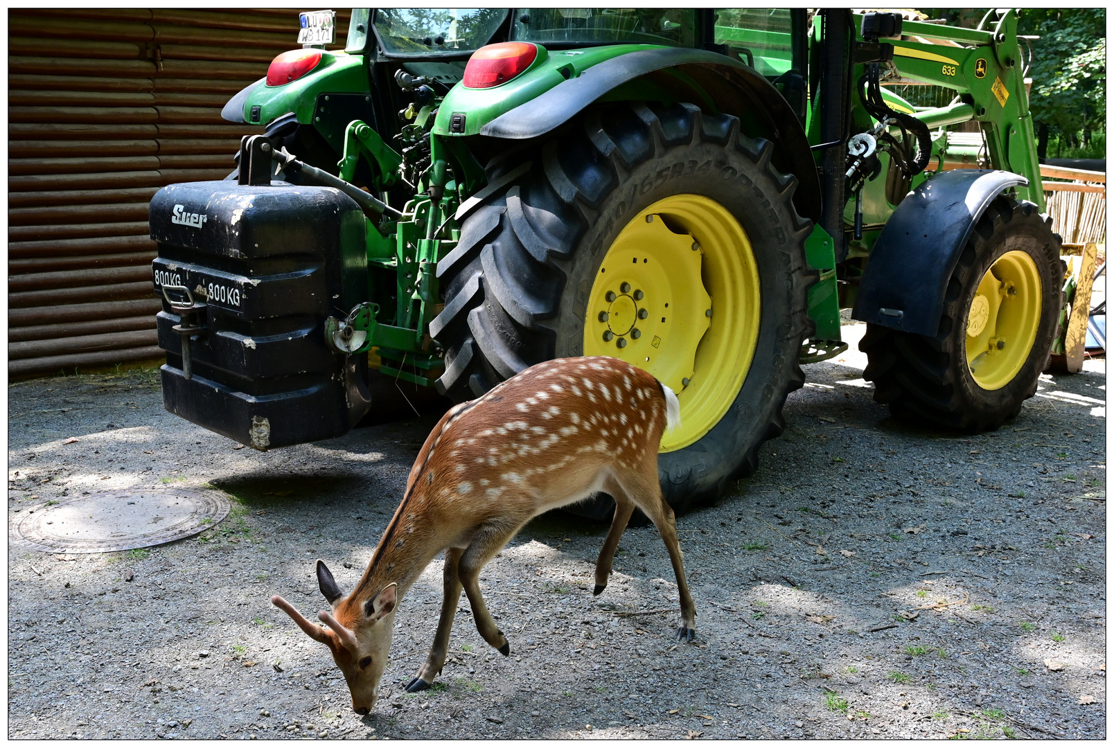 Deere & Roe Deer