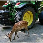 Deere & Roe Deer