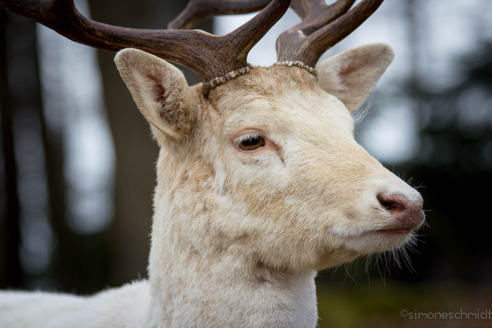 Deer.head.