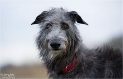 Deerhound