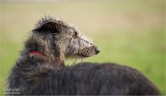 Deerhound Hündin