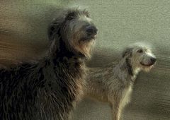 DEERHOUND & WOLF