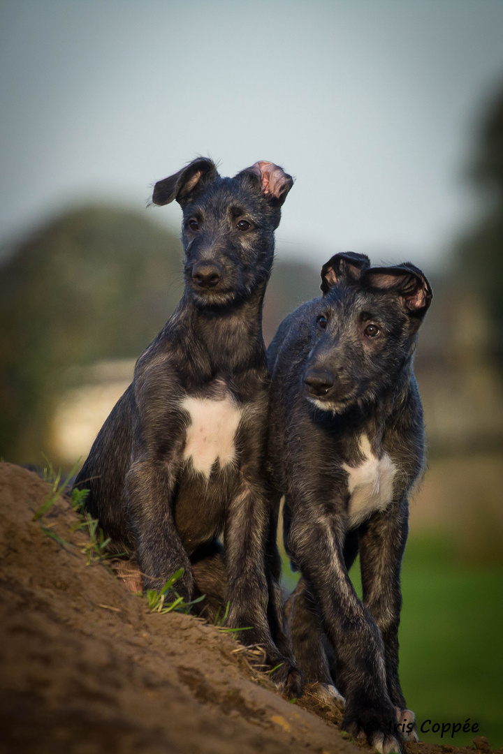 Deerhoundwelpen