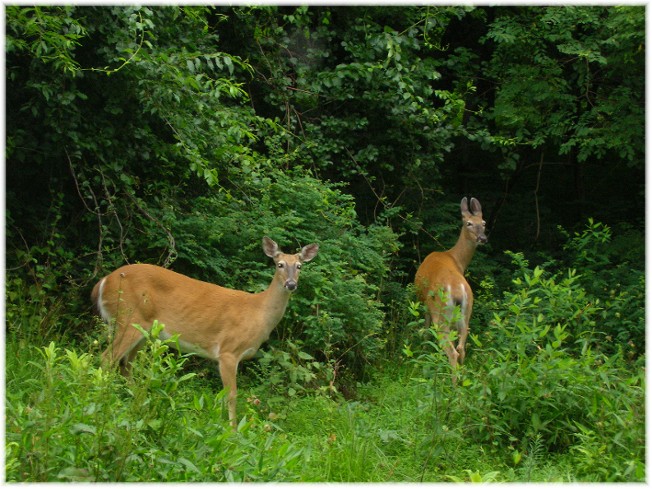 Deers