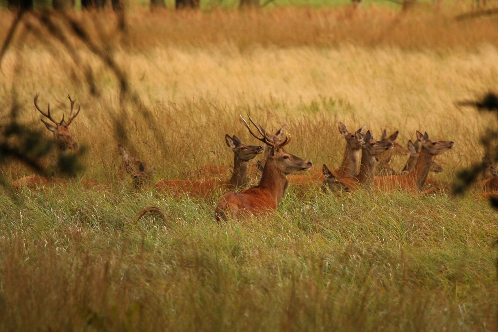 deers