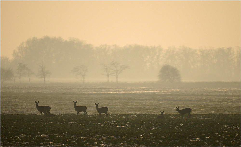 Deers at January Sunset