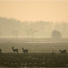 Deers at January Sunset