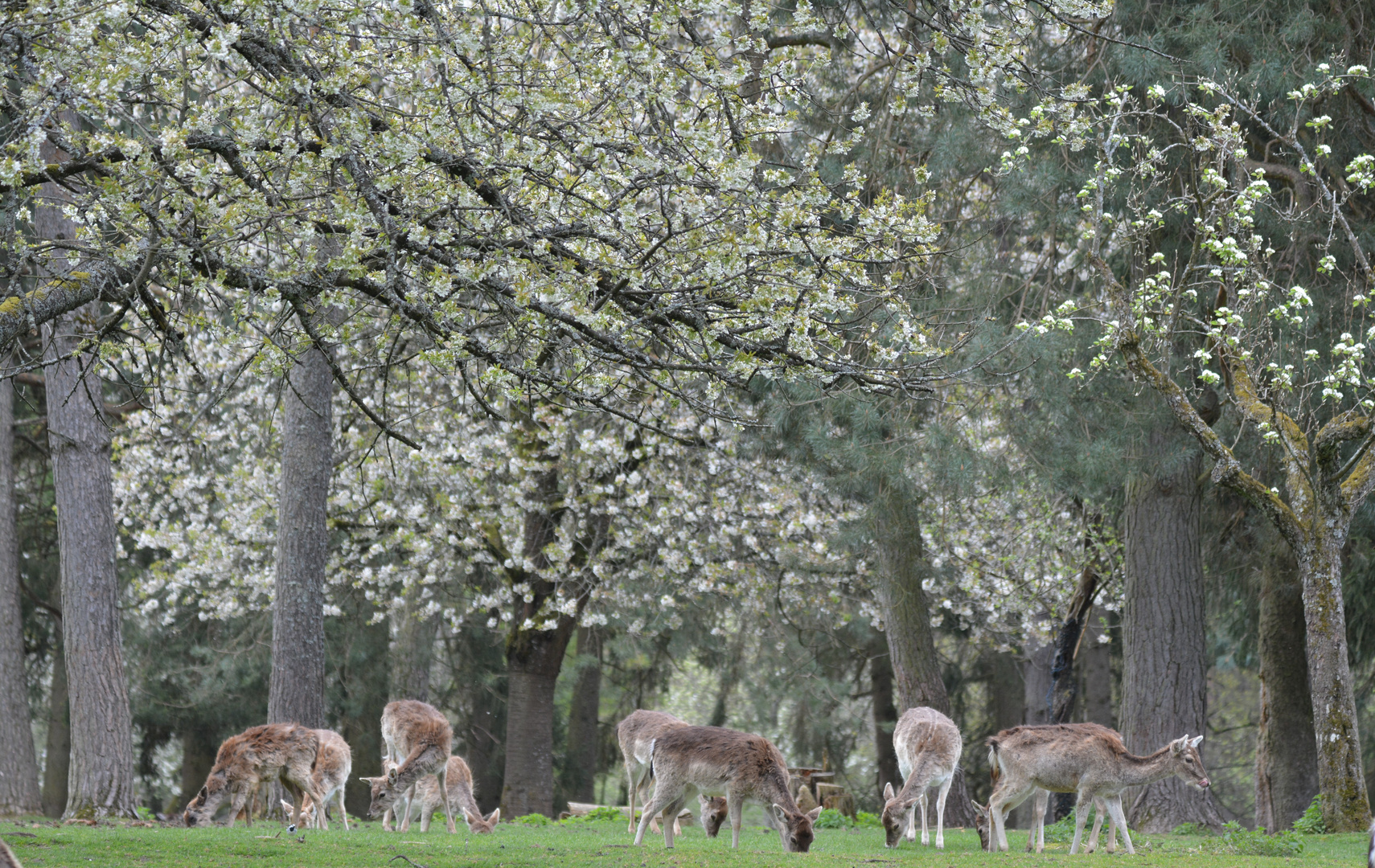 Deers enjoying the early spring