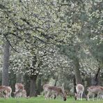 Deers enjoying the early spring